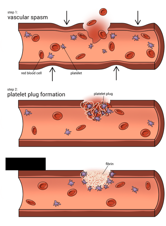 <p><span style="background-color: transparent;">The third mechanism of hemostasis. Includes 2 pathways consisting of a cascade of reactions involving molecules called <strong>______ factors</strong>. The two pathways are the intrinsic and extrinsic pathways, which both converge at a common point to form a fibrin clot.</span></p>