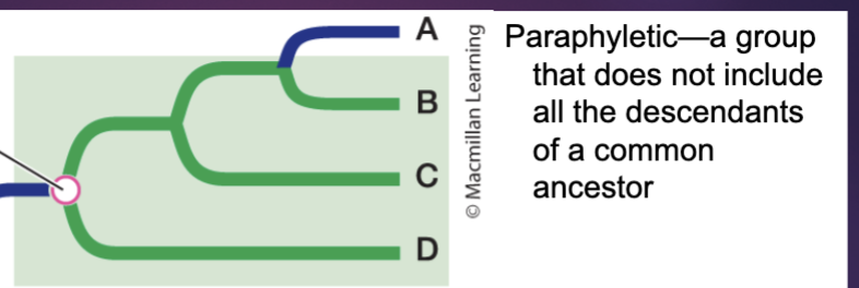 <p>Group does not include all descendents of common ancestor</p>