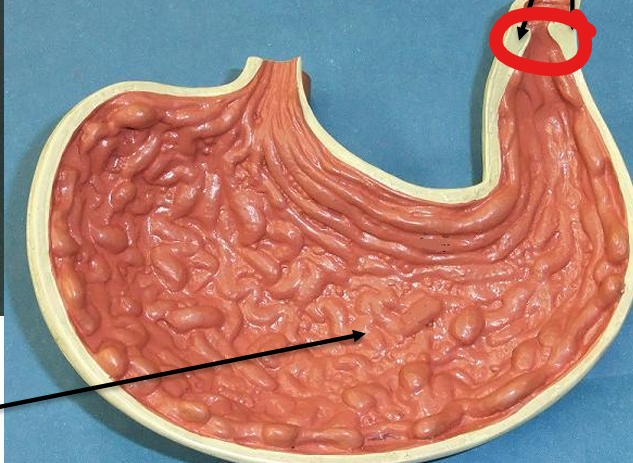 <p>what is this muscle </p>