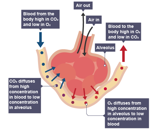 <p>Explain diffusion in the lungs.</p>