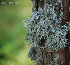 <p>Fruiticose lichen</p>