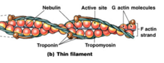 <p>A structural protein that runs along thin filaments, holds the F-actin strand together, and may act as a ruler to determine thin filament length.</p>