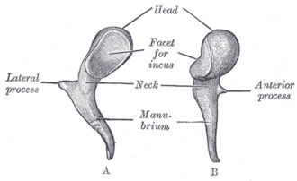 <p>What bone?</p>