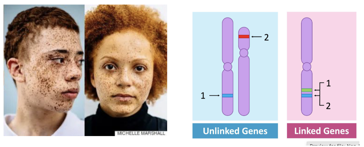 <ul><li><p>Some traits are almost always found together. This happens because two genes are incredibly close to each other on the same chromosome making the chances that they will be split up during crossing over very small</p><ul><li><p>Red hair and freckles </p></li><li><p>Almost never broken apart during meiosis (bc so close together there is a lesser chance)</p><ul><li><p>The further apart two genes are, the more likely they are to break apart during crossing over </p></li></ul></li></ul></li></ul><p></p>