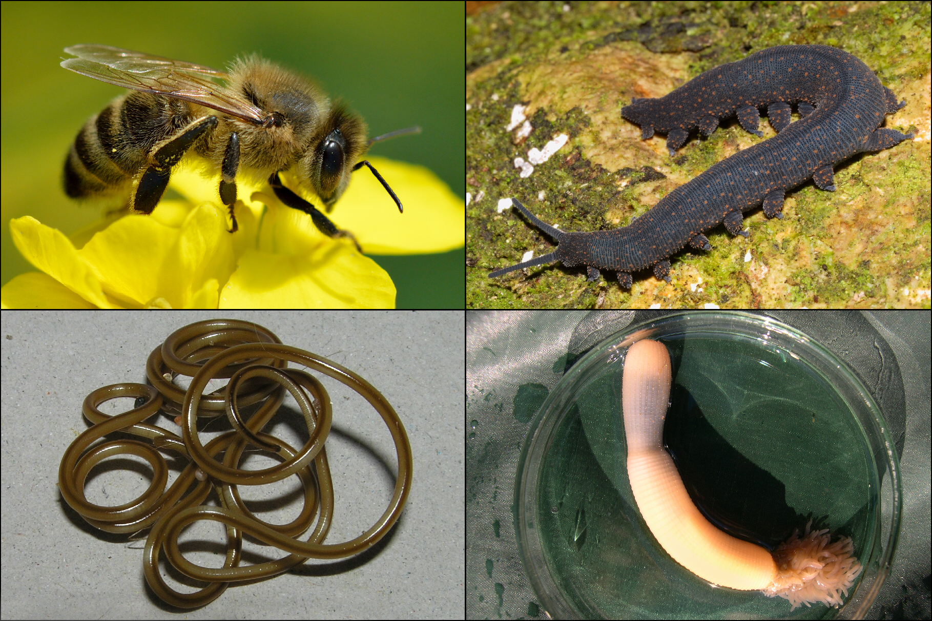 <p>Triploblastic animals with bilateral symmetry</p><p>Blastopore becoming a mouth</p><p>Showing growth via repeated shedding of the outer body exoskeleton (ecdysis).</p>