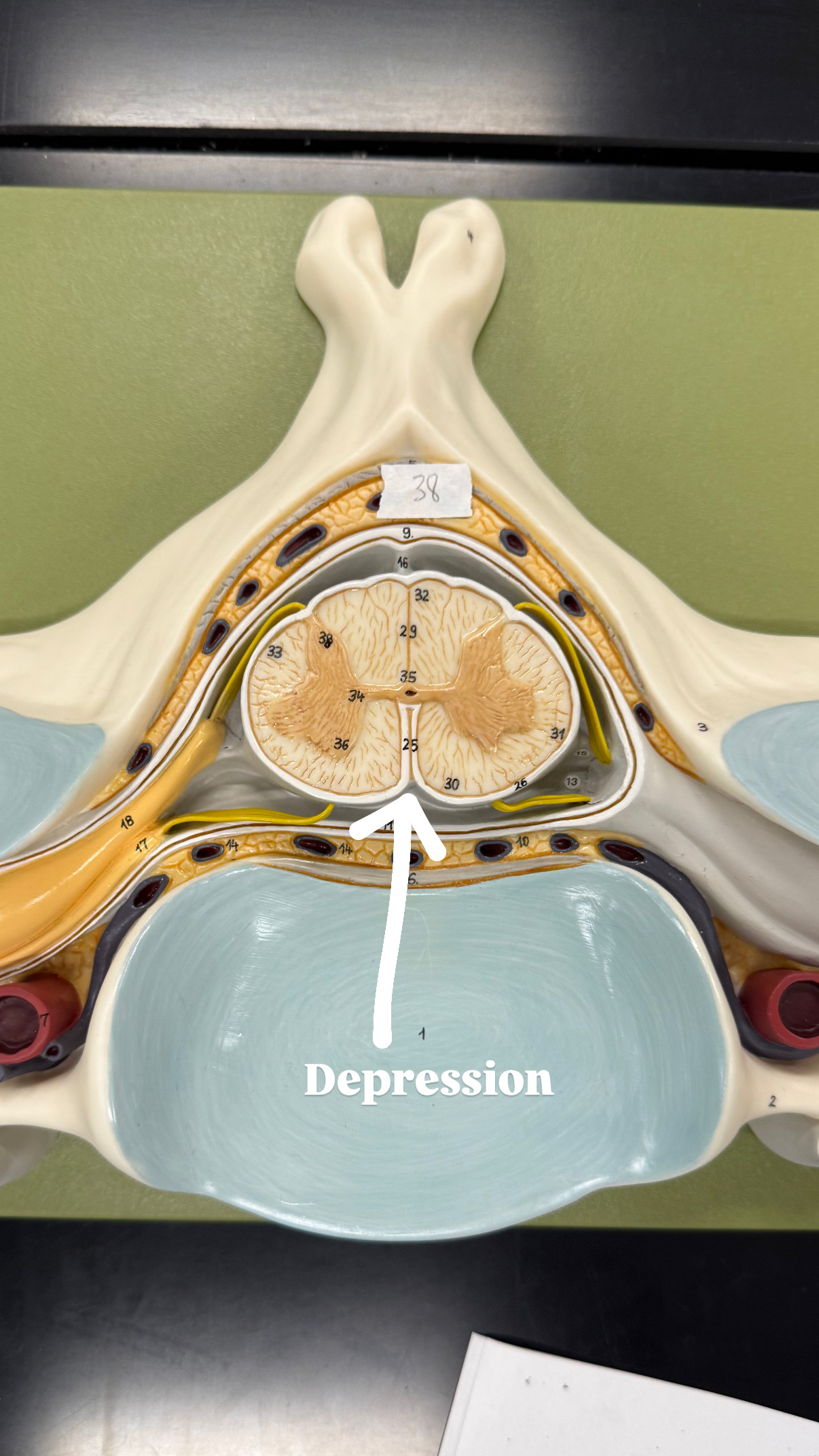 <p>depression, middle on front</p>