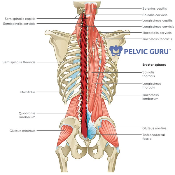 <p>multifidus</p>