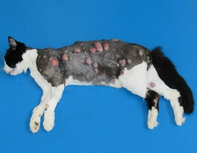 <p>FIV Risk in LSA</p>