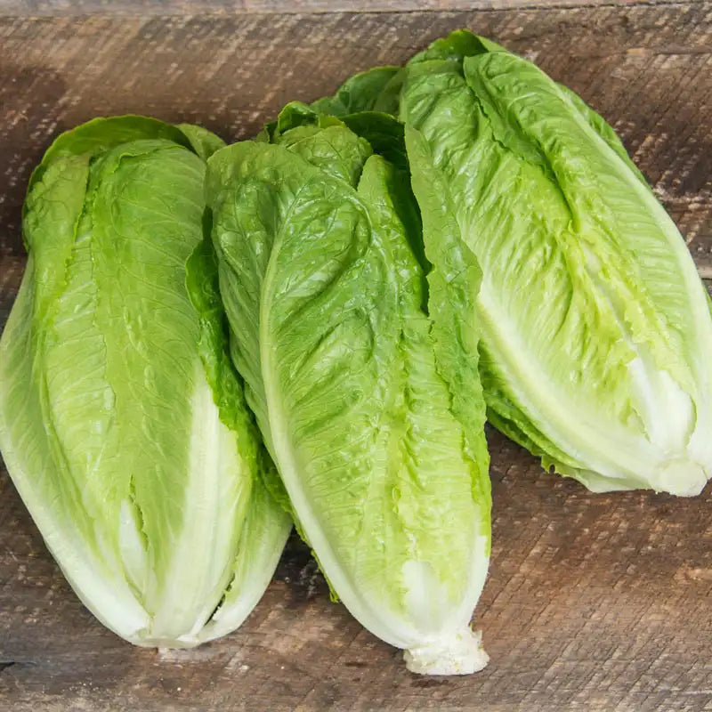 <p>Romain lettuce</p>