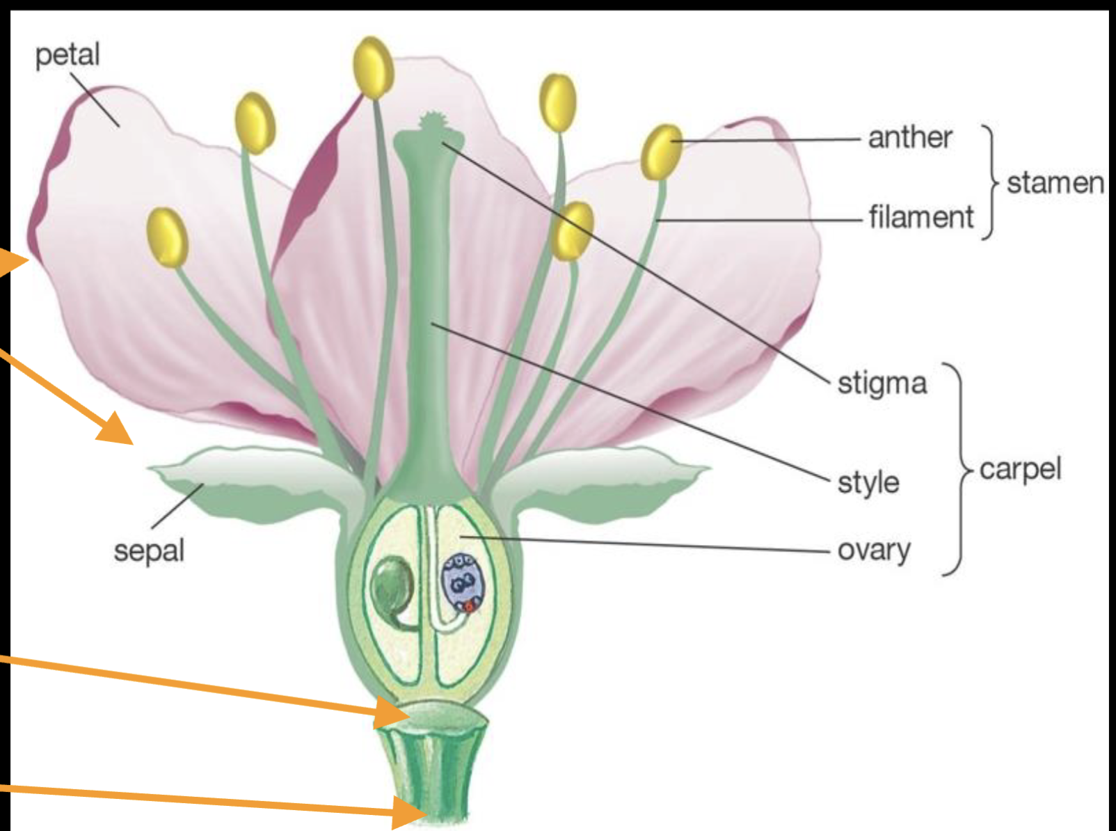 <ul><li><p>Male reproductive structures</p></li><li><p>Attached above petals</p></li><li><p>Each consists of a:</p></li><li><p>Filament (stalk)</p></li><li><p> Anther (produces pollen)</p></li></ul><p></p>