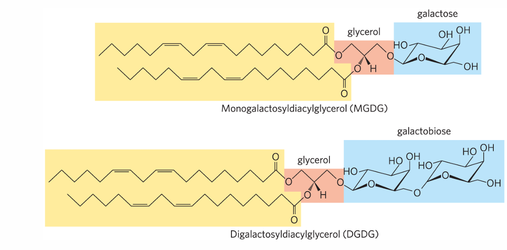 <p><span>One or two galactose residues are connected by a glycosidic linkage to C-3 of a 1,2-diacylglycerol</span></p>