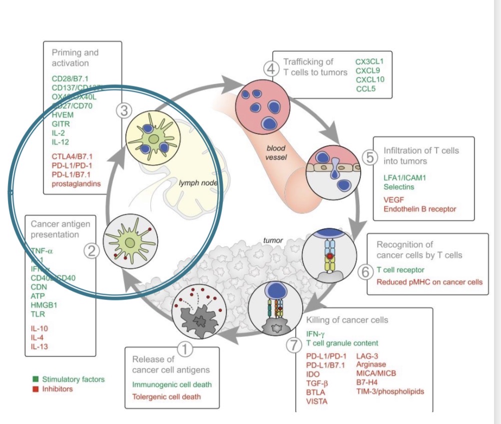 <p></p><ul><li><p><span>Iš mirštančių naviko ląstelių išsiskyrusius baltymus </span><strong><span>fagocituoja dendritinės ląstelės (DC)</span></strong><span>.</span></p></li><li><p><span>DC </span><strong><span>apdoroja naviko antigenus</span></strong><span> ir </span><strong><span>pateikia juos MHC I molekulėse</span></strong><span> (kryžminis pateikimas).</span></p></li><li><p><span>Taip naviko antigenai tampa „matomi“ </span><strong><span>CD8⁺ T ląstelėms</span></strong><span>.</span></p></li></ul><p></p>