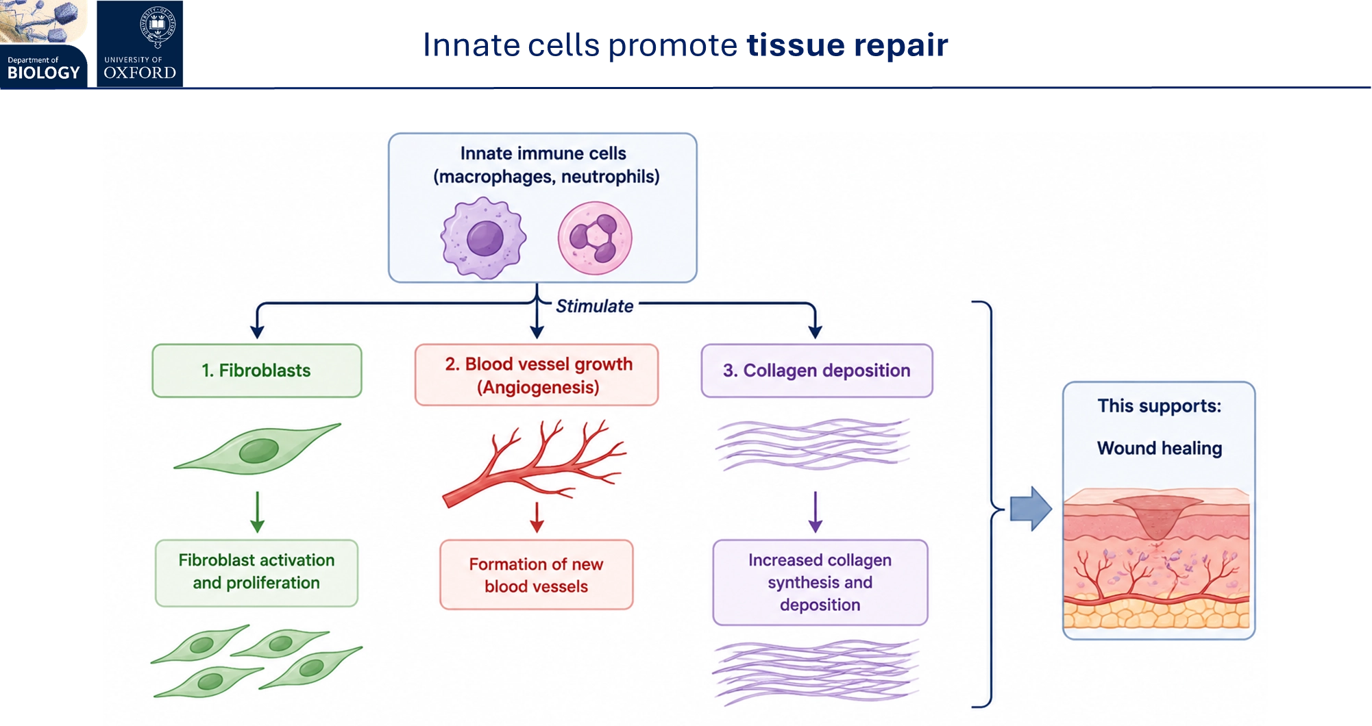 <ul><li><p>by <strong>phagocytosis </strong>of debris + cell fragments</p></li><li><p>by <strong>efferocytosis </strong>of aptotic cells (similar but produces <strong>anti-inflammatory </strong>cytokines)</p></li></ul><p></p><p>macrophages hence have a pro-inflammatory and an anti-inflammatory phenotype dependent on the infection stage, changing which cytokines they produce </p><p></p><ul><li><p>innate cells promote<strong> tissue repair </strong>by triggering fibroblast proliferation, formation of new blood vessels and increased collagen synthesis + deposition</p></li></ul><p></p>