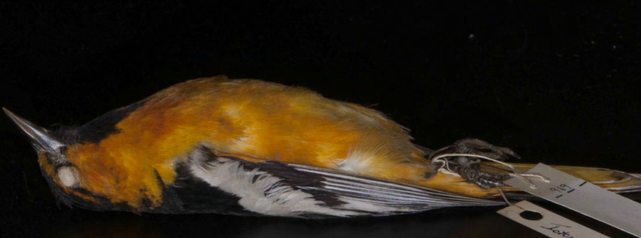 <p>Bullock’s Oriole </p>