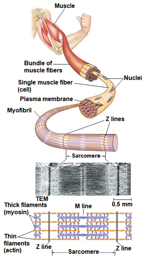 <p>Muscle Activity</p>