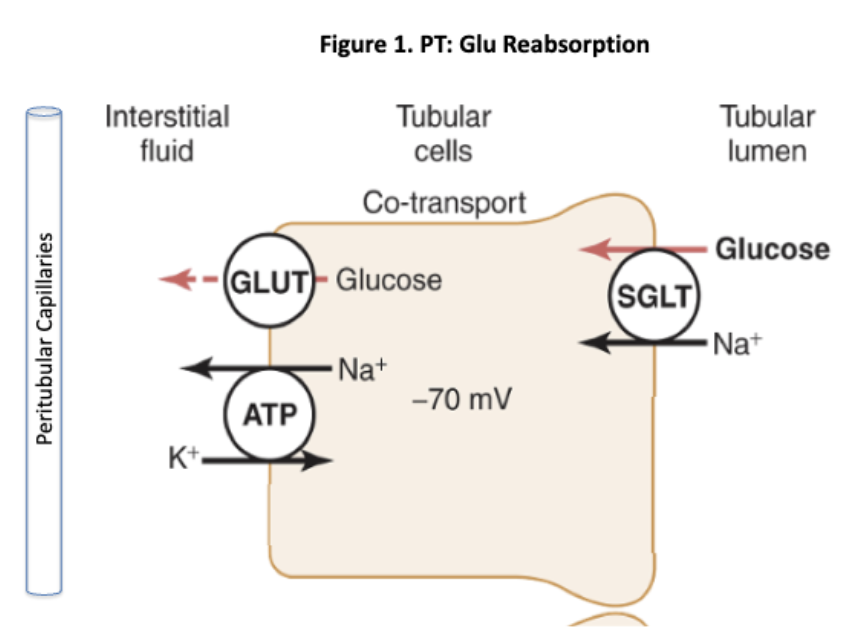 <p>Proximal tubule</p>
