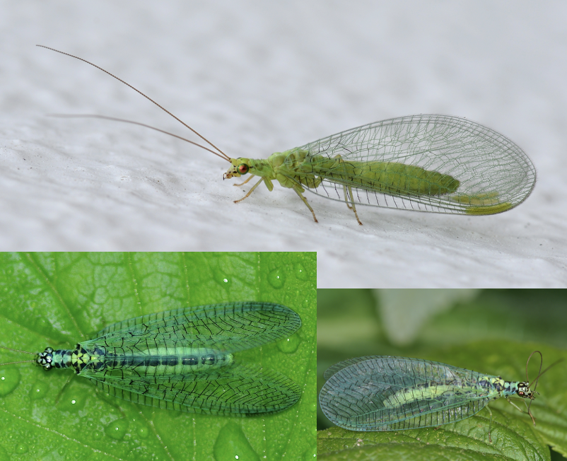 <p>Latin, magyar, védett?</p>