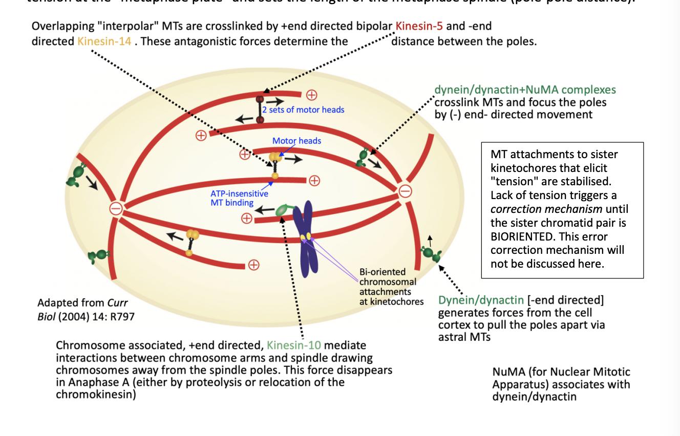 <ol><li><p>Overlapping ‘interpolar’ MTs are cross linked by</p><ul><li><p>+ end directed <strong>kinesin 5</strong></p></li><li><p>- end directed <strong>kinesin-14</strong></p><ul><li><p>antagonistic forces determine distance between the poles</p></li></ul></li></ul></li><li><p><strong>dynein/dynactin +NuMA complexes</strong></p><ul><li><p>crosslink MTs and focus the poles by (-) end directed movement</p></li></ul></li><li><p>Forces from cell cortex to pull the poles apart via astral MTs</p><ul><li><p><strong>Dynein/dynactin</strong></p><ul><li><p>- end directed</p></li><li><p>generates forces from cell </p></li></ul></li></ul></li><li><p>Draw chromosomes away from the spindle poles</p><ul><li><p>Chromosome associated + end directed <strong>kinesin-10</strong></p></li><li><p>interactions between chromosome arms and spindle</p></li><li><p><strong>This force disappears in Anaphase A</strong></p></li><li><p><strong>Due to:</strong></p><ul><li><p>proteolysis</p></li><li><p>relocation of the chromokinesin</p></li></ul></li></ul></li></ol><p></p>