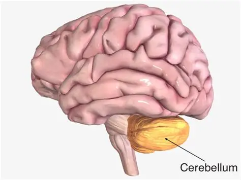 <p>Cerebellum</p>
