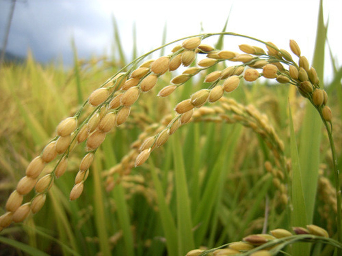 <p>crops, grain (grain+food)</p>