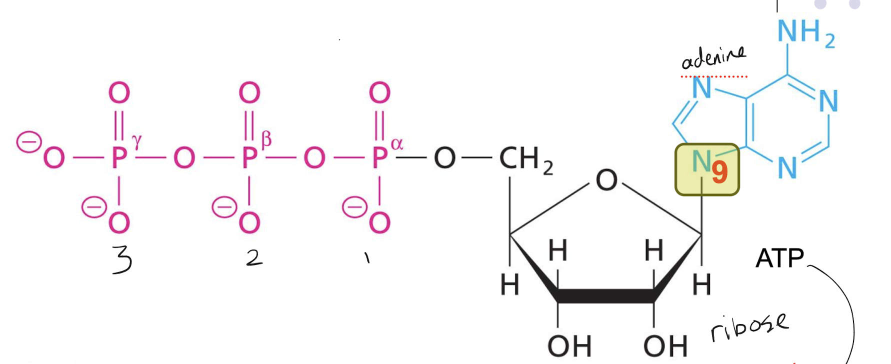 <p>A nitrogenous base (commonly purine or pyrimidine) linked to a 5-carbon sugar linked to one or more phosphates (nucleoside + phosphates)</p>