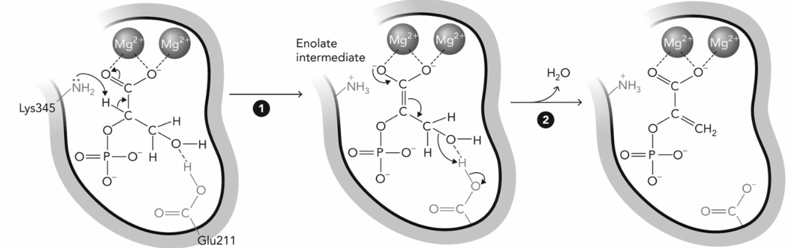 <p><span>In the enolase reaction, the Lys 345 and Glu 211 residues participate in the reaction to convert 2-phosphoglycerate (2-PGA) to phosphoenolpyruvate (PEP). Based on the reaction scheme shown in the figure below, which statement below best describes the roles of Lys 345 and Glu 211 in the enolase reaction? &nbsp;</span></p>