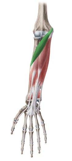 <p>pronator teres</p>