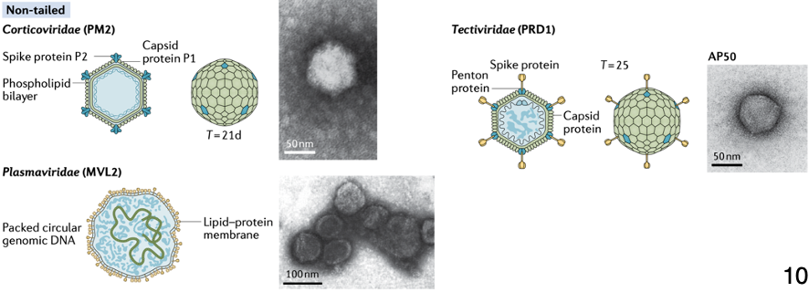 <p>Corticoviridae (PM2)</p><p>Tectiviridae (PRD1)</p><p>Plasmaviridae (MVlL2)</p>