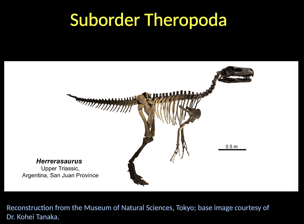 <p>Theropoda - Herrerasaurus</p><ul><li><p>Upper TRIASSIC</p></li><li><p>Argentina</p></li><li><p>First large sized PREDATORS </p></li></ul><p></p>