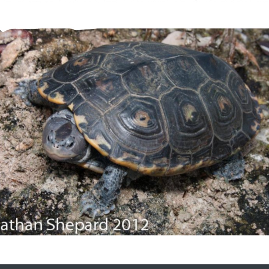 <p>name this animal</p>