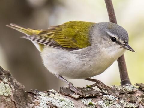 <p>Tennessee Warbler</p>