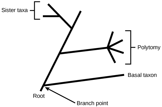 <p>two distinct species/ groups that share an immediate common ancestor, closest relative </p>