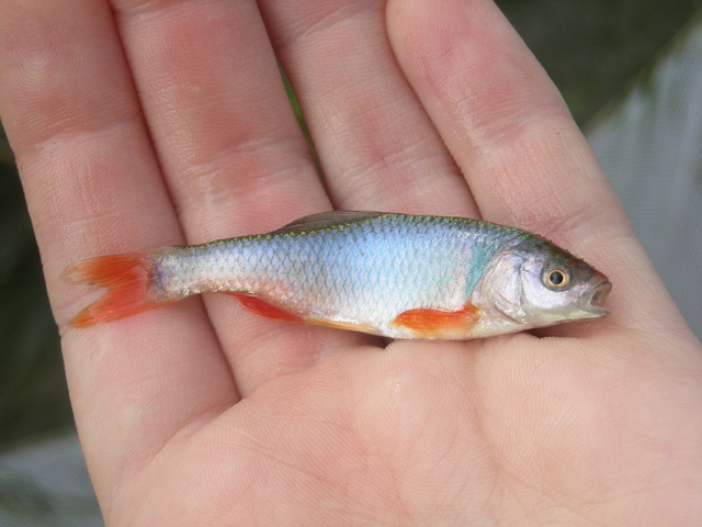 <p>terminal mouth; silvery to bright red-finned breeding males; tolerant, schooling stream generalist.</p>