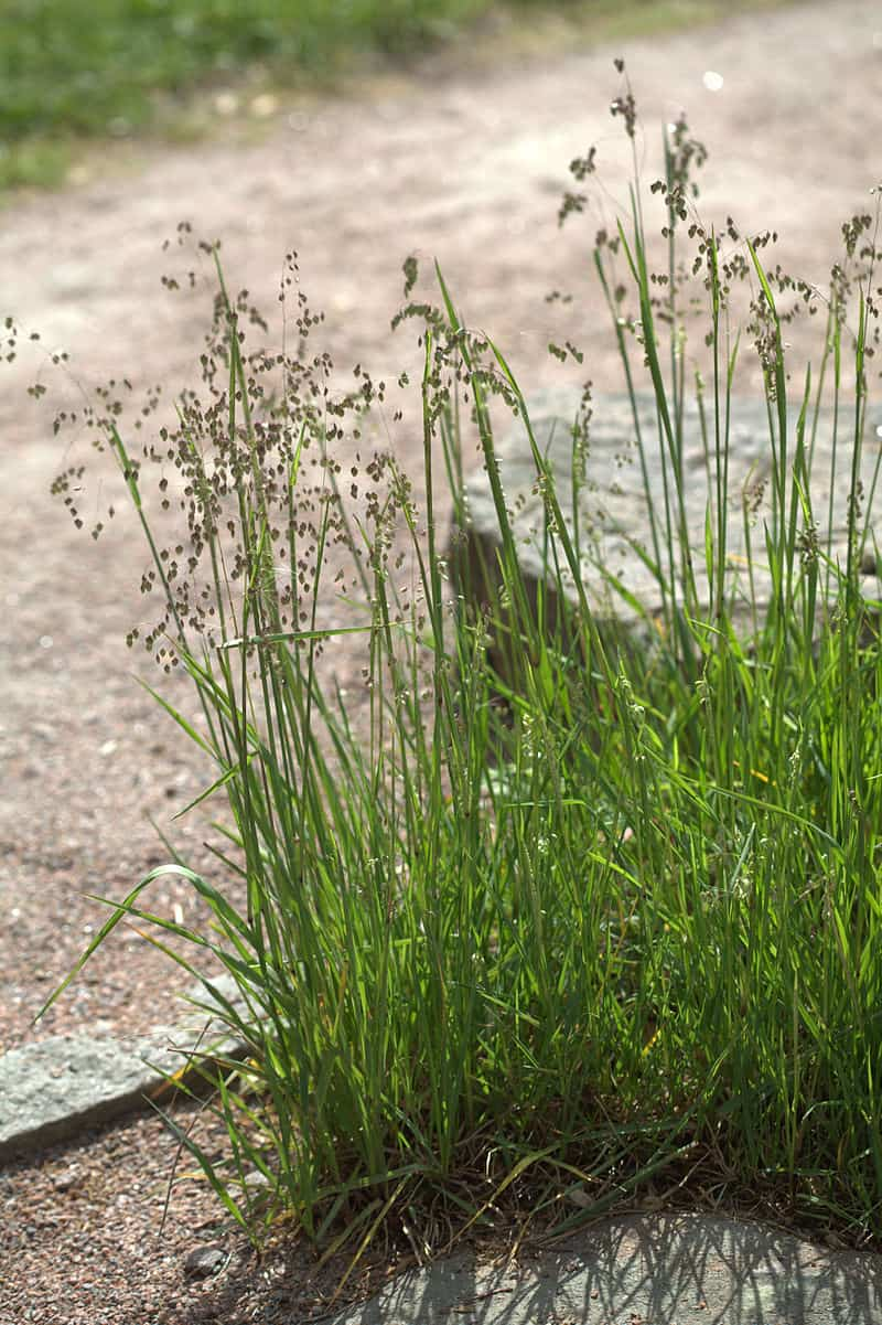 <p>sid 195 gräs,</p><p>allas favoritgräs för den är så fin</p><p>Stora småax i vippa som hänger och darrar i vinden</p><p>småax tjocka hjärtformade</p>