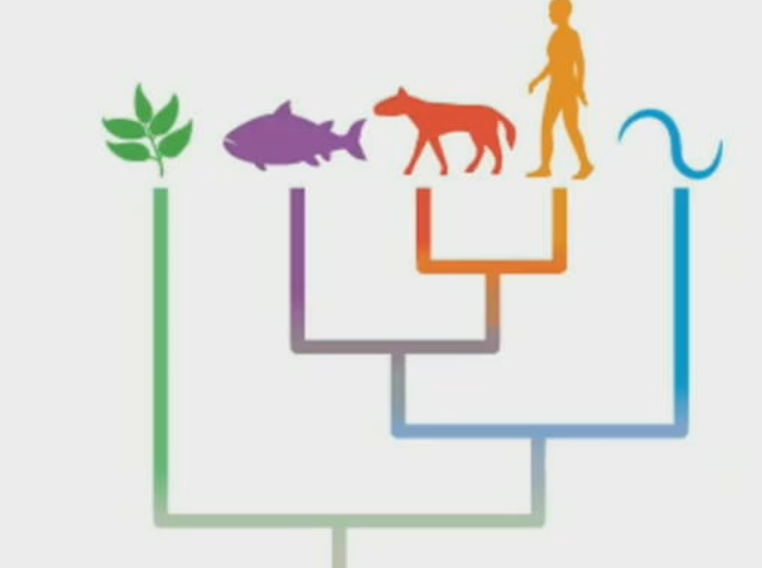 <p>Darwin + Wallace: Variation amongst individuals in …</p>