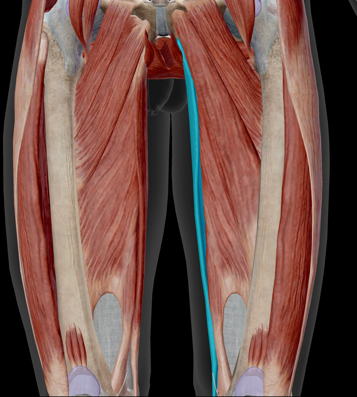 <p>Identify the name of the muscle that is highlighted in blue in the image.</p>