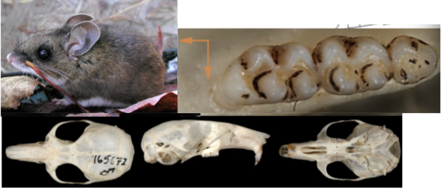 <p>What suborder, family, subfamily, genus, and species?</p>