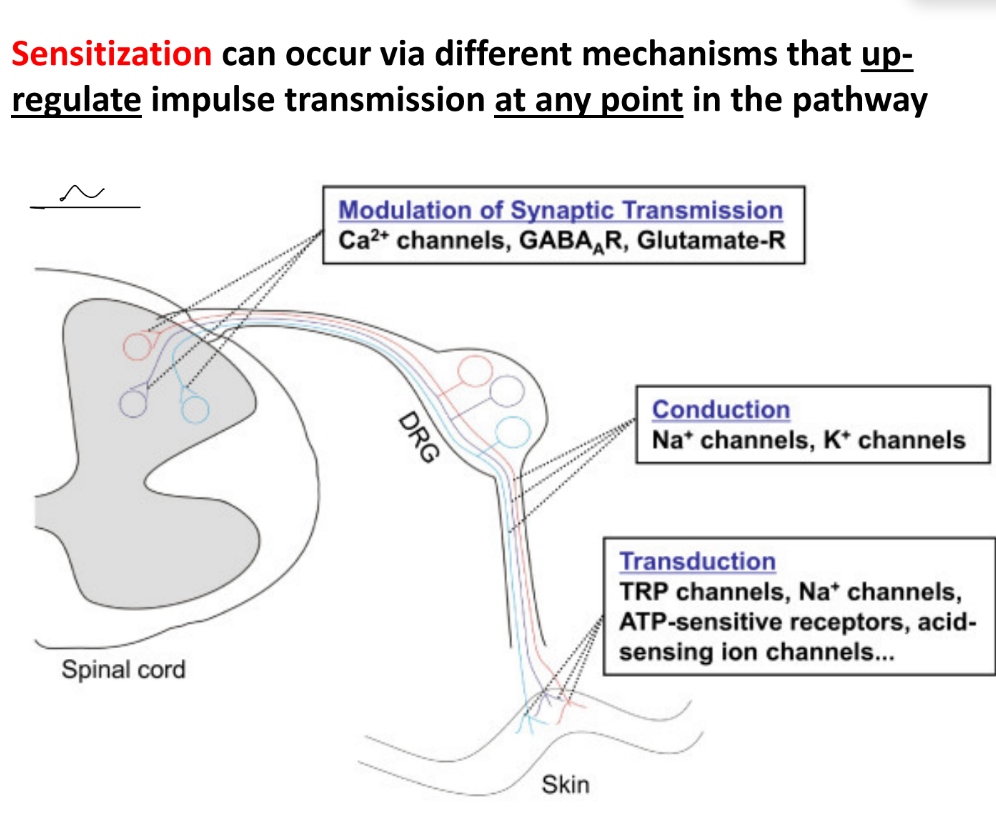 <p>acute pain begins as <span style="color: blue;"><strong>nociceptive pain</strong></span> (← <u>damage to tissue due to inflammation or trauma</u>)</p><p><u>persistent nociception</u> can lead to <span style="color: blue;"><strong>sensory hypersensitivity</strong></span> (← <u>pain </u><strong><u>w/o identifiable nerve or tissue damage</u></strong>)</p><p>if have <u>damaged peripheral or central nerves</u>, then it leads to <span style="color: blue;"><strong>neuropathic pain</strong></span></p><p>__</p><p>pain sensitization can occur at the level of <u>peripheral sensory nerves</u></p><ul><li><p><strong><u>pain sensitization </u></strong>— amplified pain signals cause hyperactive CNS</p></li></ul><p>_</p><p>true</p><ul><li><p>in <strong>neuropathic pain</strong>, <strong>non-noxious</strong>/dangerous stimuli can become <strong>noxious</strong>/tissue-damaging due to <strong><u>lower </u></strong><u>AP / </u><strong><u>pain activation thresholds</u></strong></p></li></ul><p>__</p><p><strong>sensitization </strong>can occur in different mechanisms that all <strong><u>up-regulate/increase</u> </strong>the transmission of pain impulses/signals at ANY point in the pathway</p><p><strong>hypersensitivity </strong>can develop in the CNS, which remodels synaptic connections in the brain (<strong>synaptic plasticity</strong>) especially in the somatosensory cortex, which will increase spread of <u>pain</u> & <u>persistence</u> in time</p><p>_________________</p><p>true</p><ul><li><p><u>stress, anxiety, mood, hormonal states</u> can all contribute to pain perception from <strong>acute to chronic pain </strong>perception</p></li></ul><p>and, these chronic pain experiences can alter <u>behavior</u> to be mostly <u>maladaptive behavior</u></p><p>(^^ clinical status of chronic → psychological states, like stress → behavior)</p><p>^^ overall, this creates a cycle of a <u>negative feedback loop</u> b/w <strong><u>chronic </u></strong><u>pain, maladaptive behavior, and psychology</u></p>