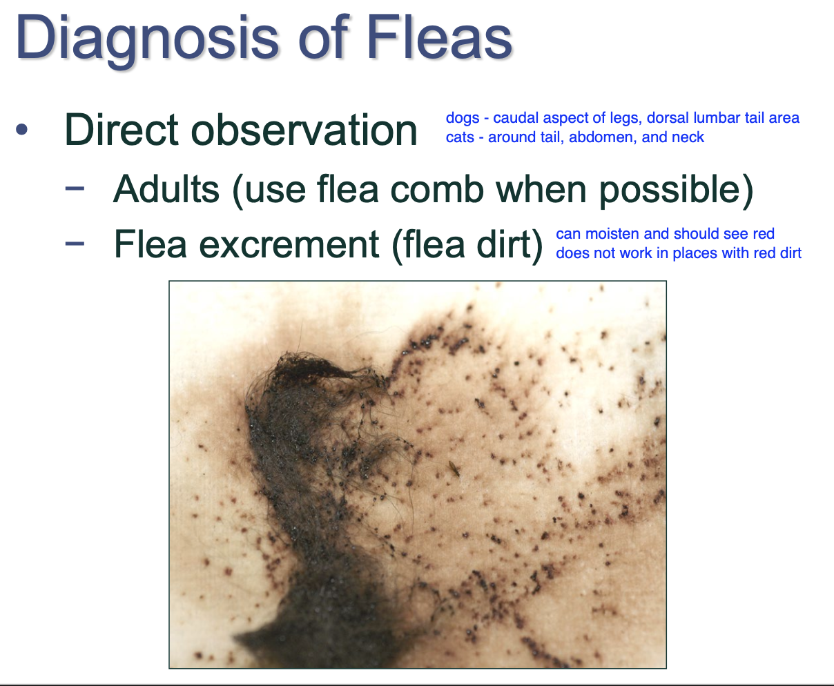 <p>Direct observation - adults w/ flea comb or flea dirt (their excretions)</p>