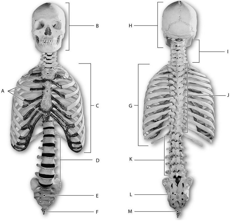 <p><span>Identify the structure indicated by Label K.</span></p>