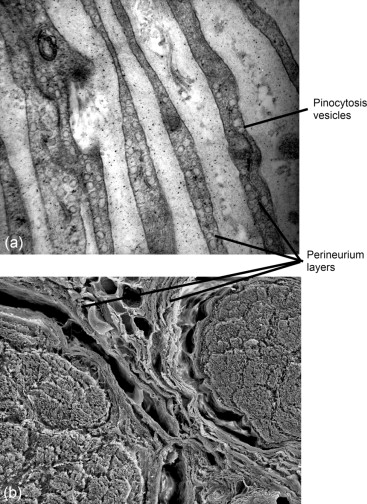 <p>Middle layer, surrounds bundles of axons</p>