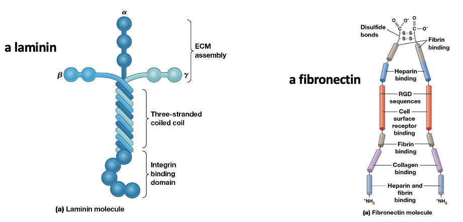 <ul><li><p>These glycoproteins have multiple domains to bind molecules in the ECM and receptors on membranes</p></li><li><p><strong>Laminins and fibronectins </strong>are the most common types</p></li></ul><p></p>