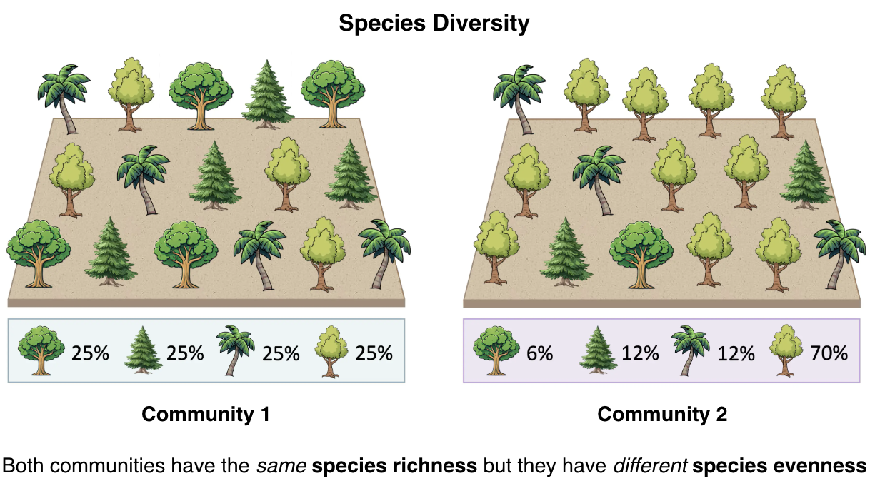 <p>relative abundance of the different species<span> in an area (similar abundance = more evenness)</span></p>