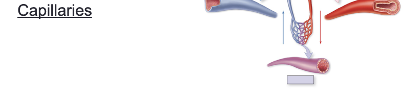 <p>What are capillaries?</p>