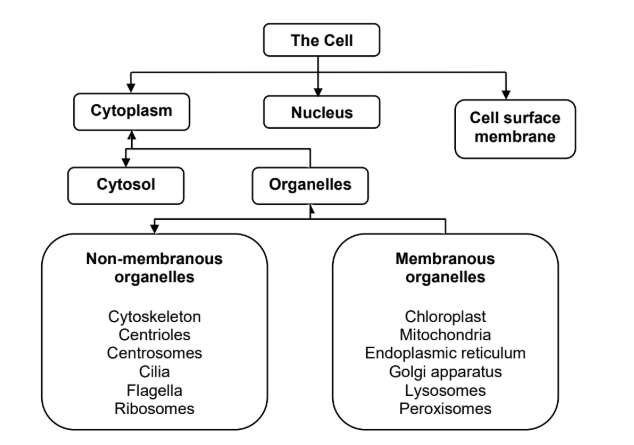 <ul><li><p>Eukaryotic cells have a<strong> plasma membrane</strong> on their outer surface, and extensive and elaborately arranged <strong>internal membranes that compartmentalise </strong>the cell.</p></li><li><p>One important compartment is the<strong> nucleus</strong>, which contains the genetic material of the organism. The contents external to the nucleus are collectively known as the cytoplasm.</p></li><li><p>The cytoplasm consists of organelles, which are compartments that carry out various functions in the cell, as well as the <strong>cytosol, an aqueous matrix in which the organelles and nucleus are suspended</strong>.</p></li><li><p>Organelles can be subdivided into membranous and non-membranous organelles.</p></li></ul><ul><li><p>In addition to the internal and cell membranes, organisms such as plants and fungi have a cell wall</p></li></ul><p></p>