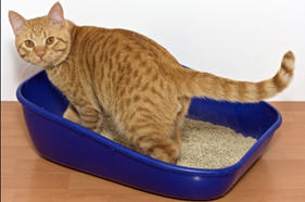 <p>Symptoms/Signs: Asymptomatic or low grade fever, sore throat, and lymph node inflammation; immunocompromised individuals receive brain lesions and fatal cardiopulmonary disruptions; 33% chance of vertical transmission, resulting in stillbirth or multiorgan failure.</p>