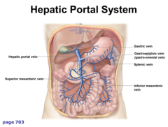 <p>hepatic portal system</p>
