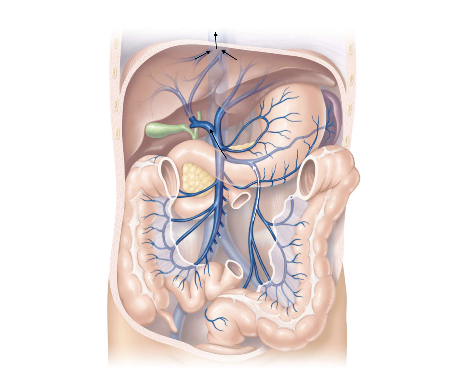 <p>Large Intestine Pathway</p>