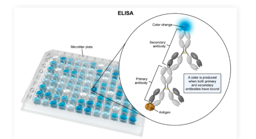 <ul><li><p>Determines if a person possesses a specific antigen</p></li><li><p>Antibodies are placed on a microtiter plate with a sample from the individual</p></li></ul><p></p><p>If the individual possesses the antigens of interest a color change will occur</p><p>Uses: Disease diagnosis (HIV)</p><p></p>
