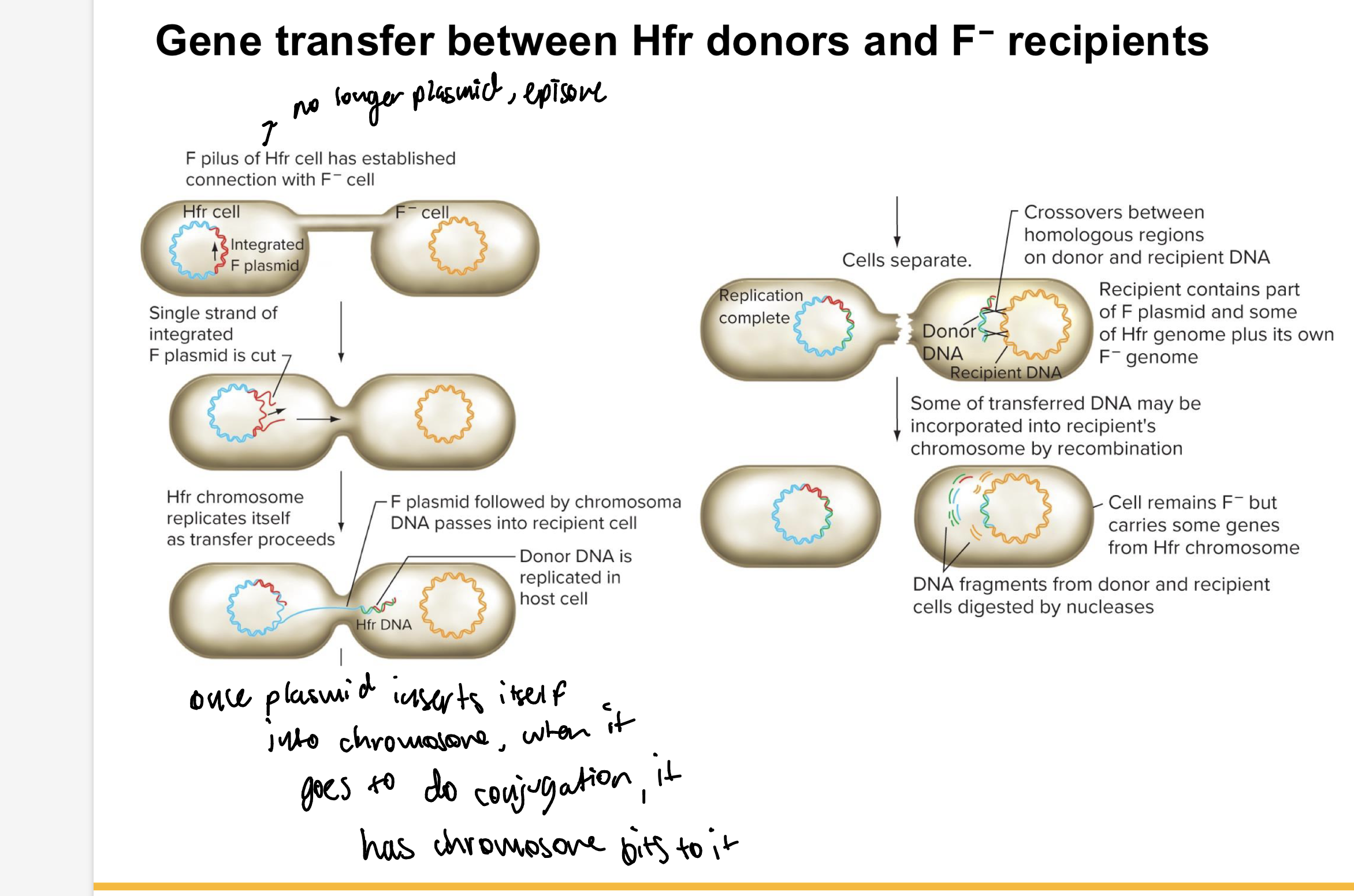 <ul><li><p>transfer of DNA starts in F plasmid at the origin of transfer</p></li><li><p>chromosomal genes located next to F plasmid sequences are transferred to the recipient</p></li><li><p>transferred chromosomal DNA recombines into homologous DNA recipient</p></li></ul><p></p>